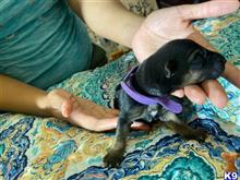 german shepherd puppy posted by AlissaY