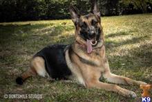 german shepherd puppy posted by AlissaY