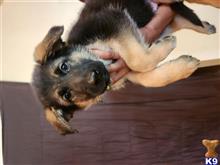 german shepherd puppy posted by AlissaY