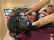 german shepherd puppy posted by AlissaY
