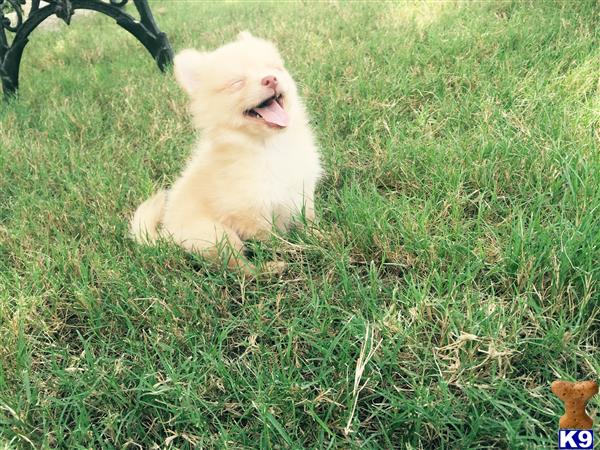 pomeranian stud fee pomeranian stud cupid 20 months pomeranian stud fee pomeranian stud cupid 20 months