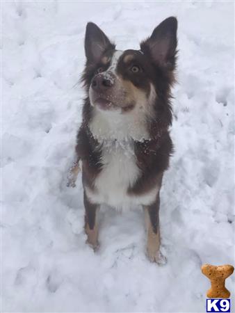 Alltheshepherds Picture 2