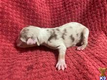 australian shepherd puppy posted by Alltheshepherds