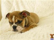 english bulldog puppy posted by Alonzo2015