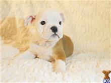 english bulldog puppy posted by Alonzo2015