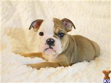 english bulldog puppy posted by Alonzo2015