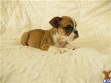 english bulldog puppy posted by Alonzo2015