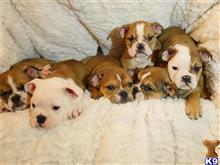 english bulldog puppy posted by Alonzo2015