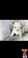 french bulldog puppy posted by Alonzo2015