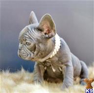 french bulldog puppy posted by Alonzo2015