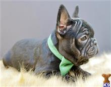 french bulldog puppy posted by Alonzo2015