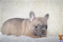 french bulldog puppy posted by Alonzo2015