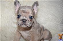 french bulldog puppy posted by Alonzo2015