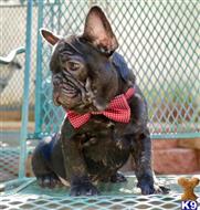 french bulldog puppy posted by Alonzo2015
