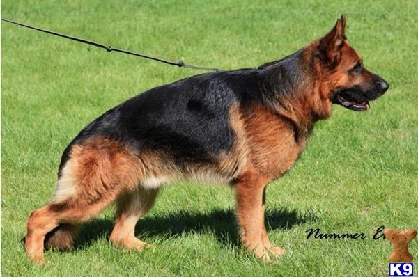 german shepherd puppy posted by AlphaGermanShepherds