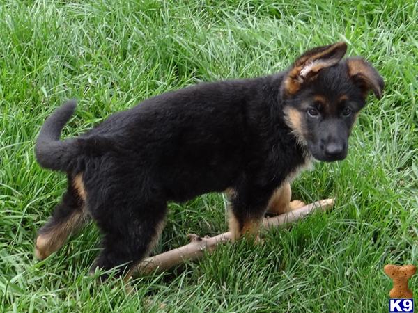 german shepherd puppy posted by AlphaGermanShepherds