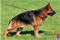 german shepherd puppy posted by AlphaGermanShepherds