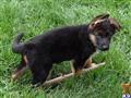 german shepherd puppy posted by AlphaGermanShepherds
