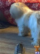 Teddy available Havanese puppy located in FLINT