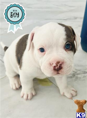 American Bully