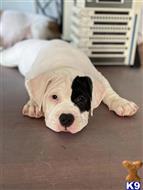 american bully puppy posted by Amieria1215