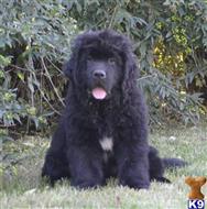 newfoundland puppy posted by Anastasya