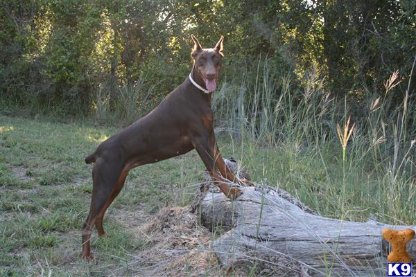 doberman pinscher puppy posted by AndreaBoggs