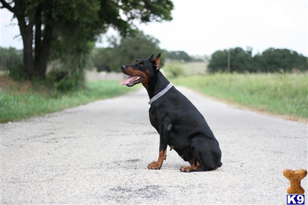 doberman pinscher puppy posted by AndreaBoggs