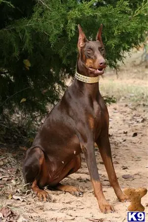 Doberman Pinscher puppy for sale