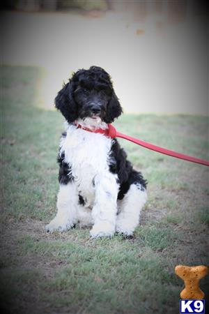 black and white goldendoodle puppies for sale