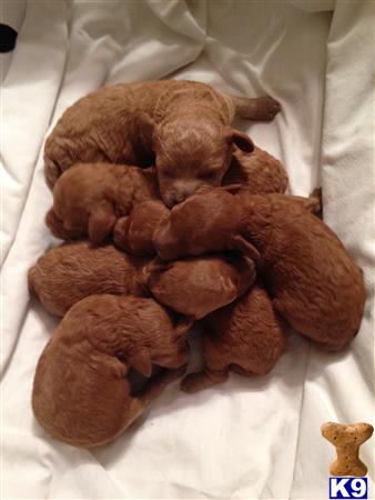 poodle puppy posted by AndreaBoggs