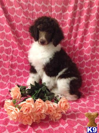 poodle puppy posted by AndreaBoggs