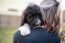 bernedoodle puppy posted by AndreaBoggs