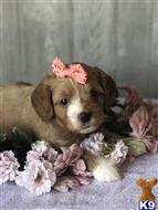 cavalier king charles spaniel puppy posted by AndreaBoggs