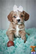 cavalier king charles spaniel puppy posted by AndreaBoggs