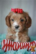 cavalier king charles spaniel puppy posted by AndreaBoggs