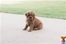 cavalier king charles spaniel puppy posted by AndreaBoggs