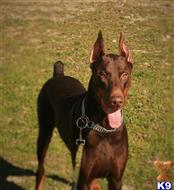 doberman pinscher puppy posted by AndreaBoggs