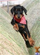 doberman pinscher puppy posted by AndreaBoggs