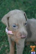 doberman pinscher puppy posted by AndreaBoggs
