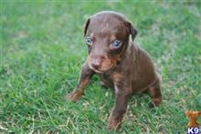 doberman pinscher puppy posted by AndreaBoggs