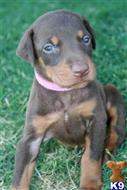 doberman pinscher puppy posted by AndreaBoggs