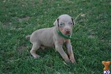 doberman pinscher puppy posted by AndreaBoggs