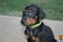 doberman pinscher puppy posted by AndreaBoggs