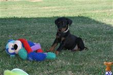 doberman pinscher puppy posted by AndreaBoggs