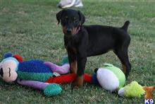 doberman pinscher puppy posted by AndreaBoggs