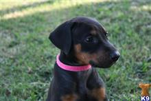 doberman pinscher puppy posted by AndreaBoggs