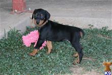 doberman pinscher puppy posted by AndreaBoggs