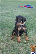 doberman pinscher puppy posted by AndreaBoggs