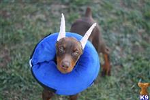 doberman pinscher puppy posted by AndreaBoggs